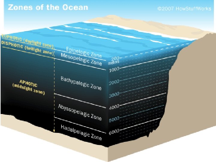 4 -4 Aquatic Ecosystems Slide 24 of 39 Copyright Pearson Prentice Hall End Show