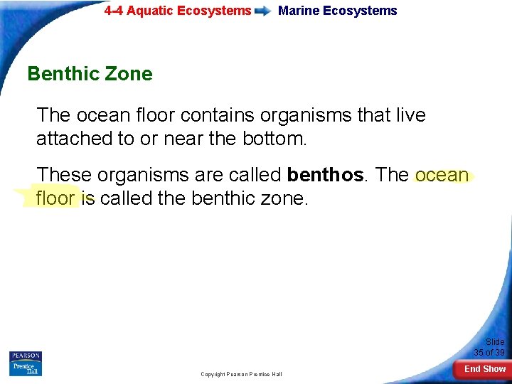 4 -4 Aquatic Ecosystems Marine Ecosystems Benthic Zone The ocean floor contains organisms that