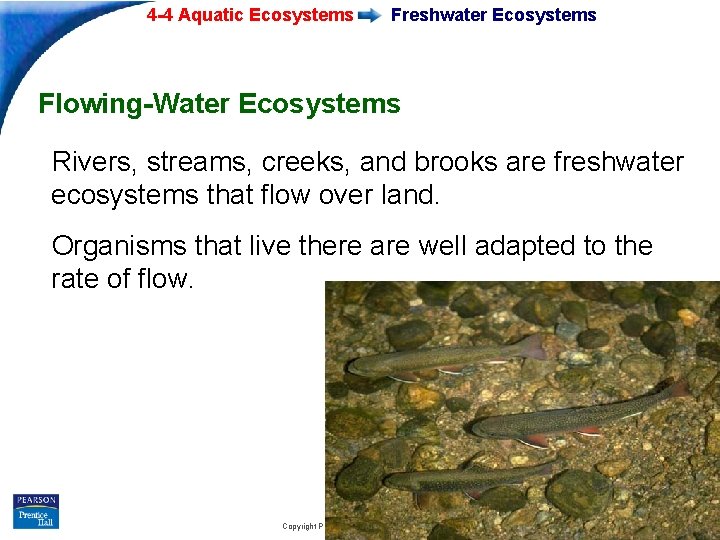 4 -4 Aquatic Ecosystems Freshwater Ecosystems Flowing-Water Ecosystems Rivers, streams, creeks, and brooks are