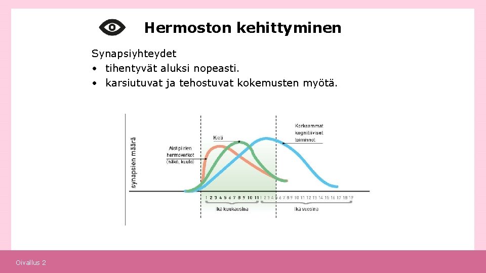 Hermoston kehittyminen Synapsiyhteydet • tihentyvät aluksi nopeasti. • karsiutuvat ja tehostuvat kokemusten myötä. Oivallus