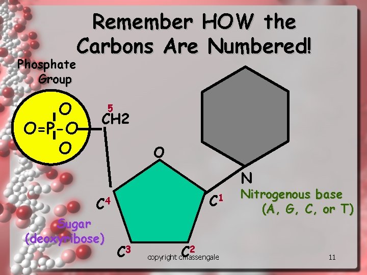 Remember HOW the Carbons Are Numbered! Phosphate Group O O=P-O O 5 CH 2