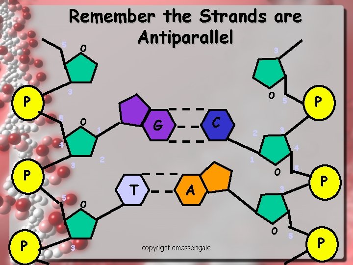 Remember the Strands are Antiparallel 5 O 3 3 P 5 O O C Remember the Strands are Antiparallel 5 O 3 3 P 5 O O C