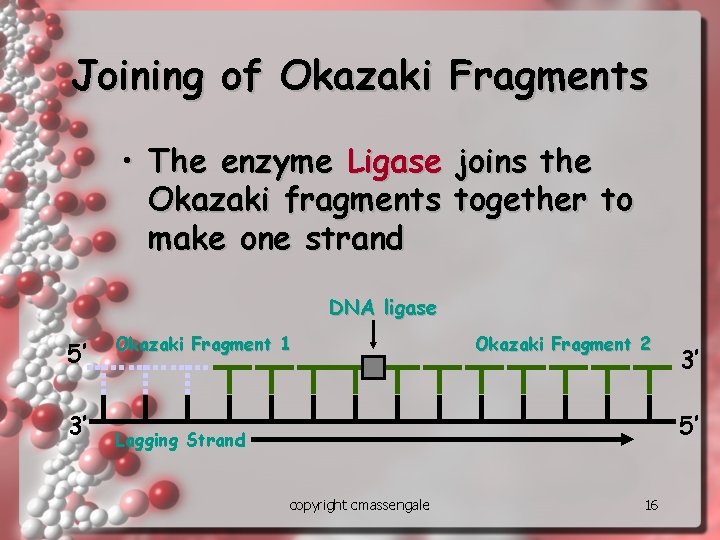 Joining of Okazaki Fragments • The enzyme Ligase joins the Okazaki fragments together to Joining of Okazaki Fragments • The enzyme Ligase joins the Okazaki fragments together to