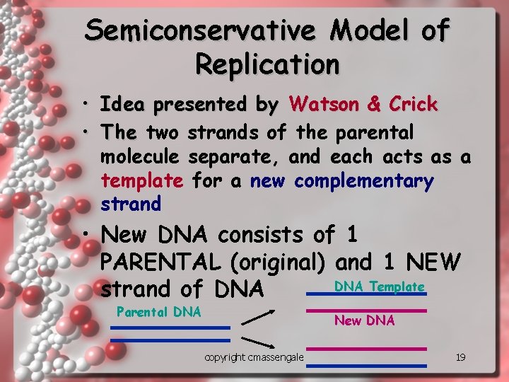 Semiconservative Model of Replication • Idea presented by Watson & Crick • The two Semiconservative Model of Replication • Idea presented by Watson & Crick • The two