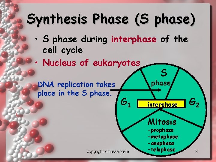 Synthesis Phase (S phase) • S phase during interphase of the cell cycle •