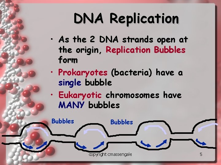 DNA Replication • As the 2 DNA strands open at the origin, Replication Bubbles DNA Replication • As the 2 DNA strands open at the origin, Replication Bubbles