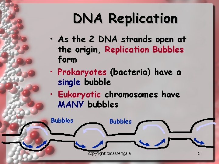 DNA Replication • As the 2 DNA strands open at the origin, Replication Bubbles