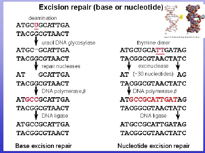 Immutation Mutation A mutation is a change in the