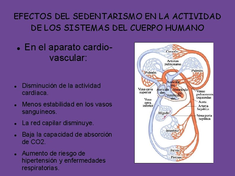 EFECTOS DEL SEDENTARISMO EN LA ACTIVIDAD DE LOS SISTEMAS DEL CUERPO HUMANO En el