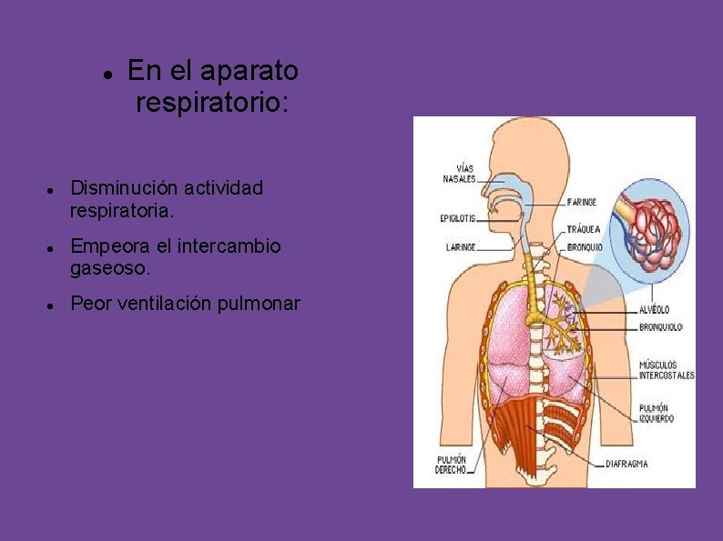  En el aparato respiratorio: Disminución actividad respiratoria. Empeora el intercambio gaseoso. Peor ventilación