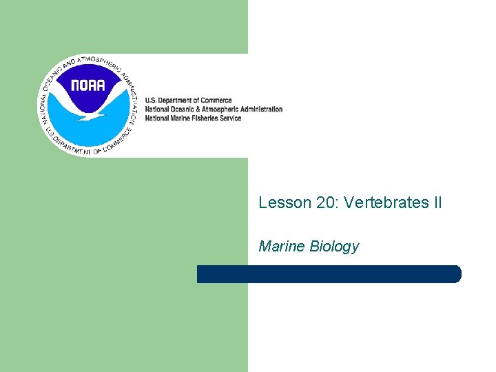 Lesson 20: Vertebrates II Marine Biology 