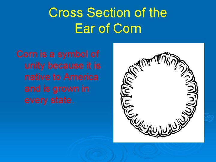 Cross Section of the Ear of Corn is a symbol of unity because it