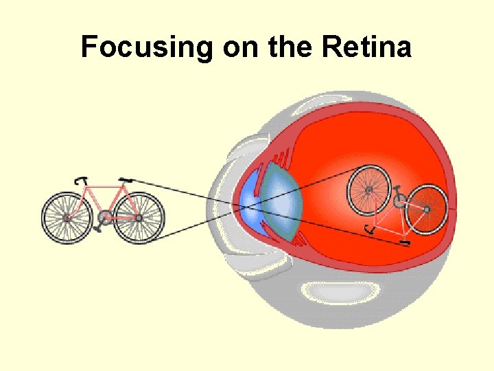 Focusing on the Retina 