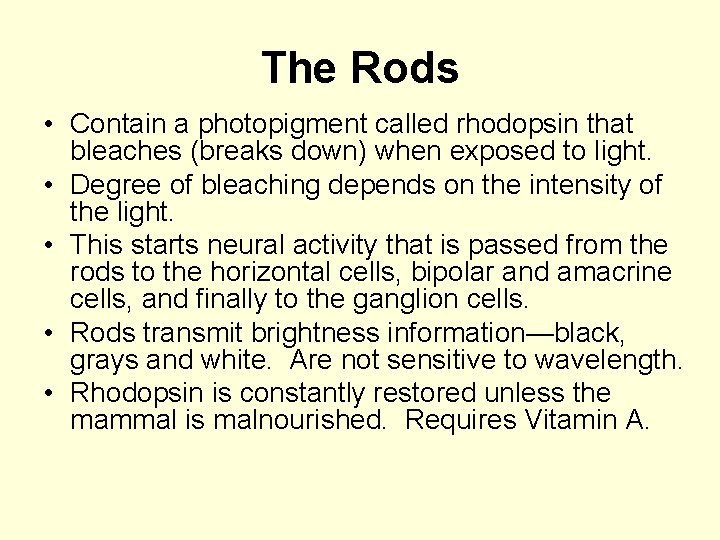 The Rods • Contain a photopigment called rhodopsin that bleaches (breaks down) when exposed