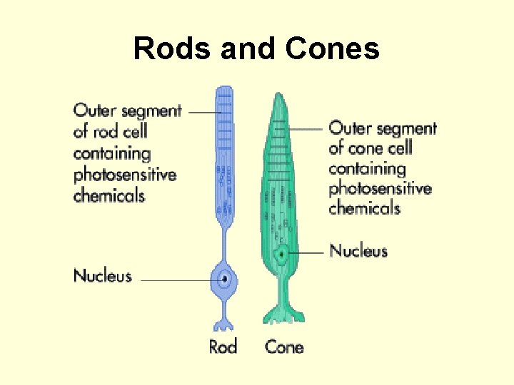 Rods and Cones 