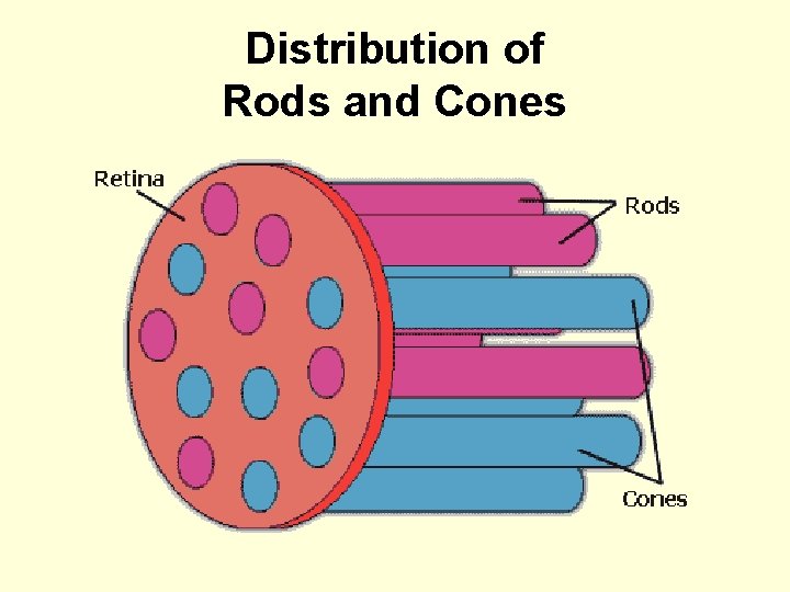Distribution of Rods and Cones 