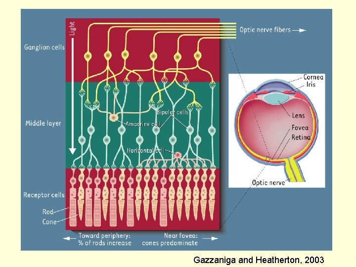 Gazzaniga and Heatherton, 2003 W. W. Norton 