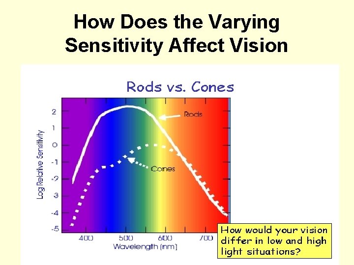 How Does the Varying Sensitivity Affect Vision 