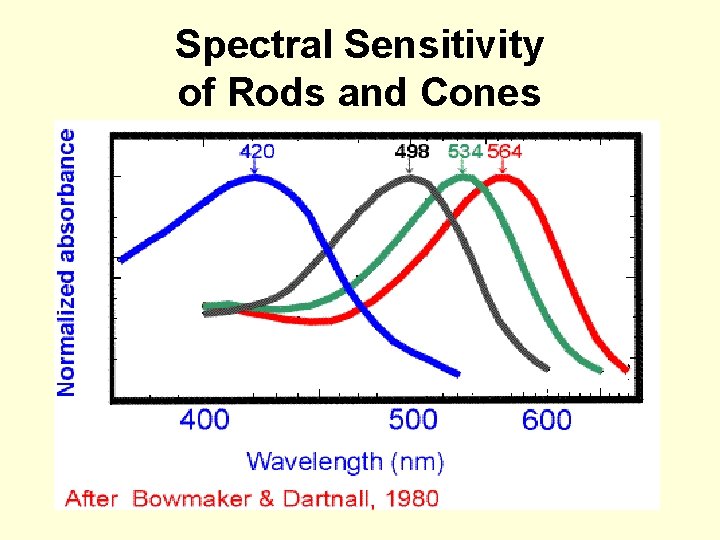 Spectral Sensitivity of Rods and Cones 