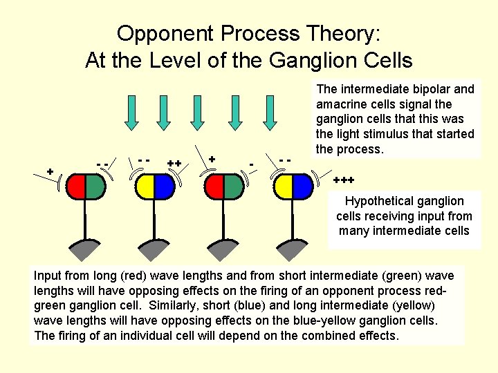 Opponent Process Theory: At the Level of the Ganglion Cells + -- -- ++