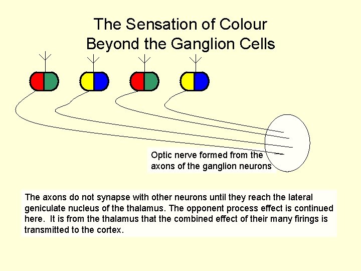 The Sensation of Colour Beyond the Ganglion Cells Optic nerve formed from the axons