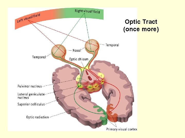 Optic Tract (once more) 