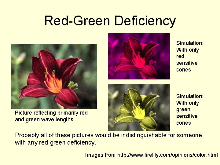 Red-Green Deficiency Simulation: With only red sensitive cones Picture reflecting primarily red and green