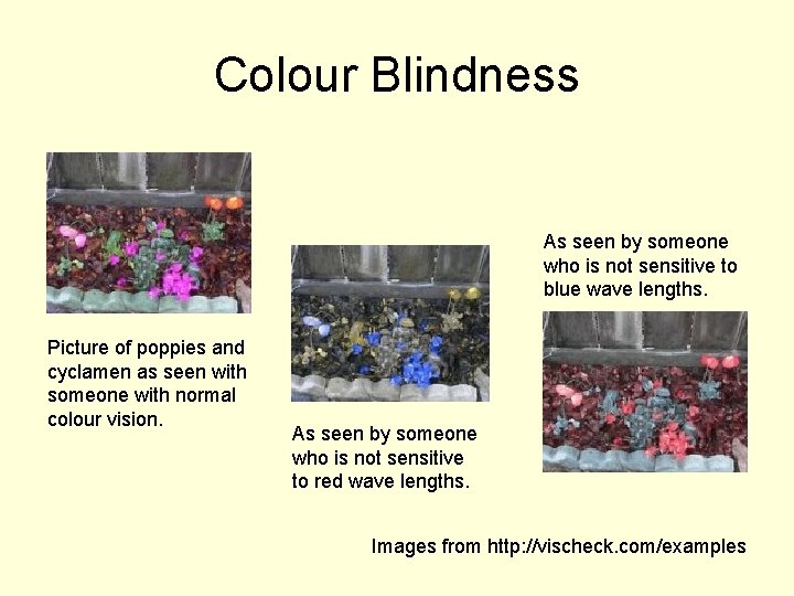 Colour Blindness As seen by someone who is not sensitive to blue wave lengths.