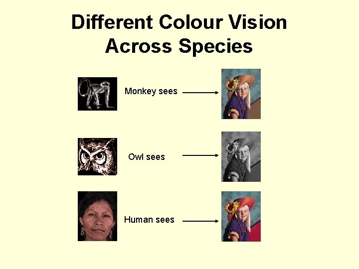 Different Colour Vision Across Species Monkey sees Owl sees Human sees 