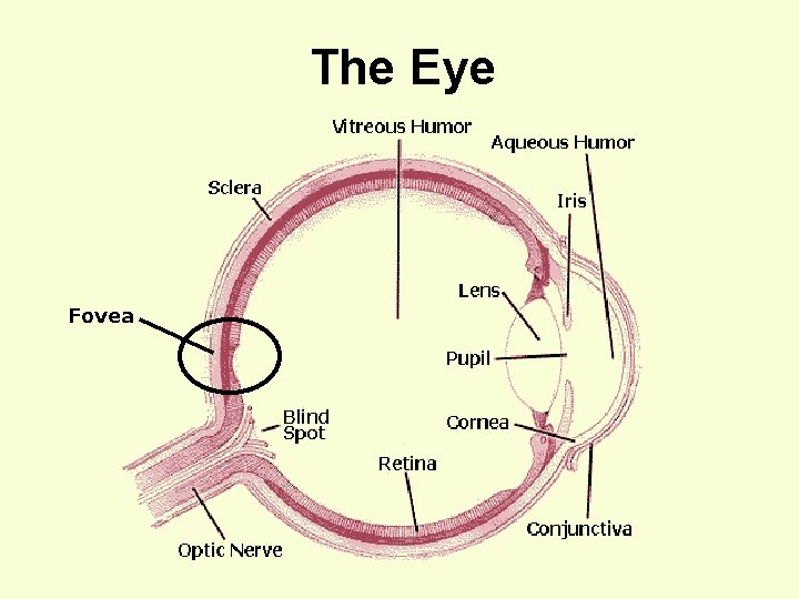 The Eye Fovea 