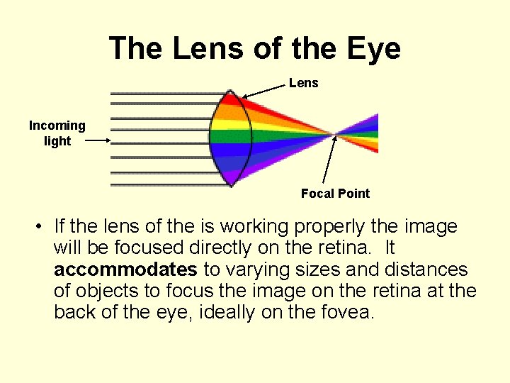 The Lens of the Eye Lens Incoming light Focal Point • If the lens