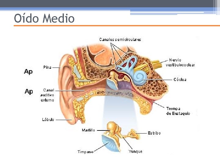 Oído Medio 