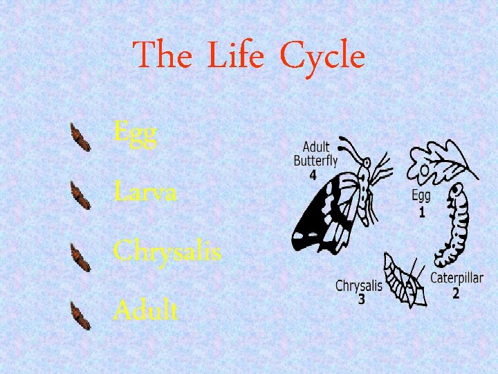 The Life Cycle Egg Larva Chrysalis Adult 