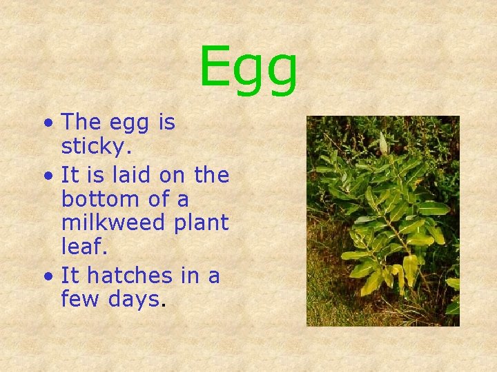 Egg • The egg is sticky. • It is laid on the bottom of