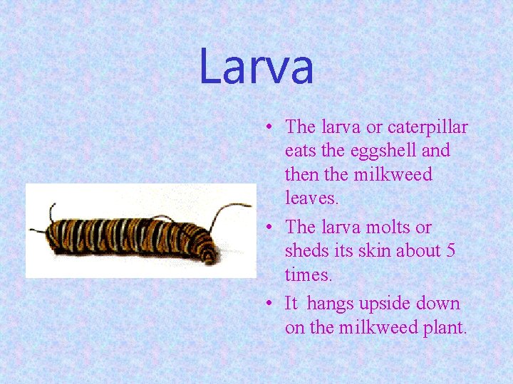 Larva • The larva or caterpillar eats the eggshell and then the milkweed leaves.