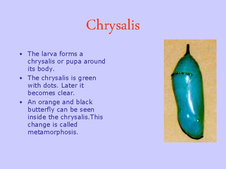 Chrysalis • The larva forms a chrysalis or pupa around its body. • The