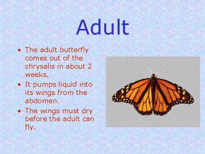 Adult • The adult butterfly comes out of the chrysalis in about 2 weeks.