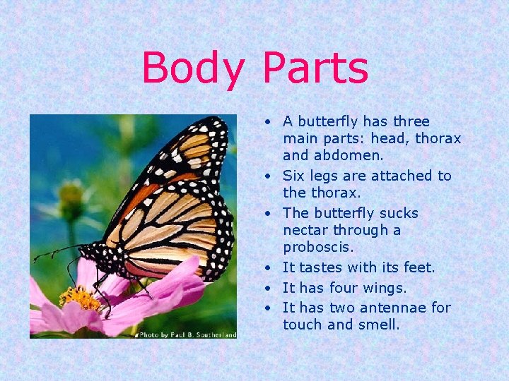 Body Parts • A butterfly has three main parts: head, thorax and abdomen. •