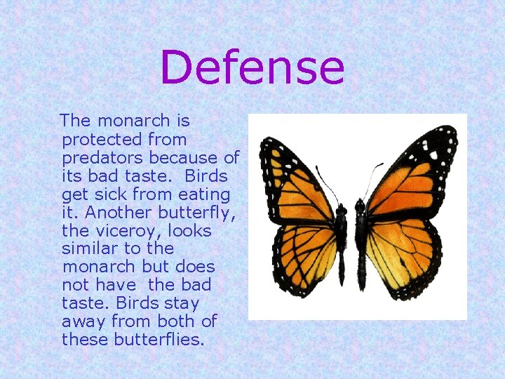 Defense The monarch is protected from predators because of its bad taste. Birds get