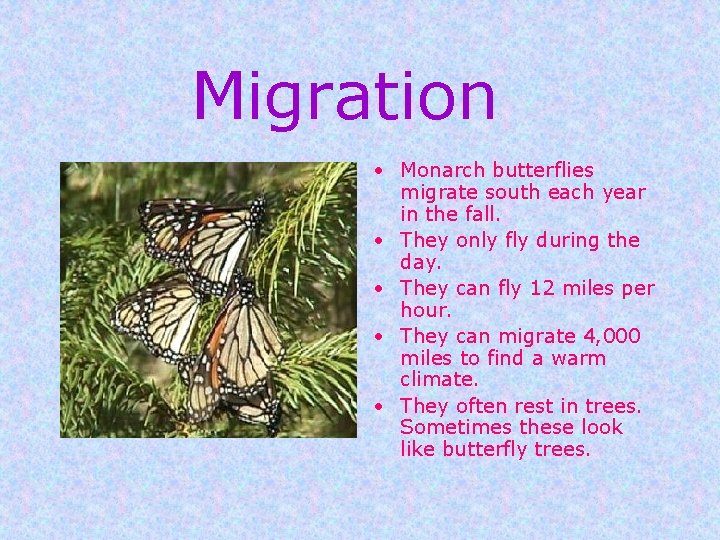 Migration • Monarch butterflies migrate south each year in the fall. • They only