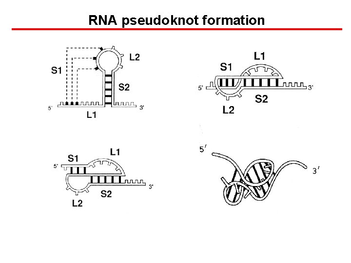 RNA pseudoknot formation 