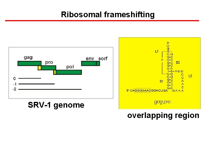 Ribosomal frameshifting SRV-1 genome overlapping region 