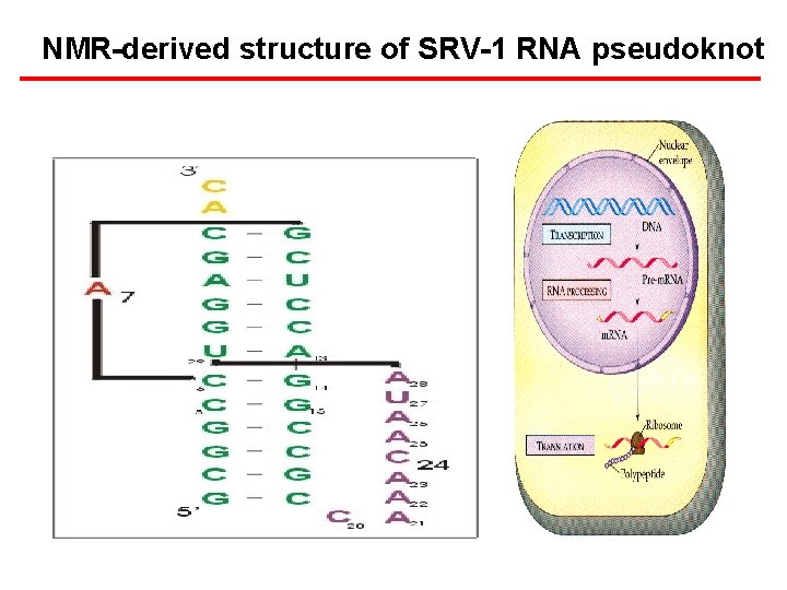 NMR-derived structure of SRV-1 RNA pseudoknot 