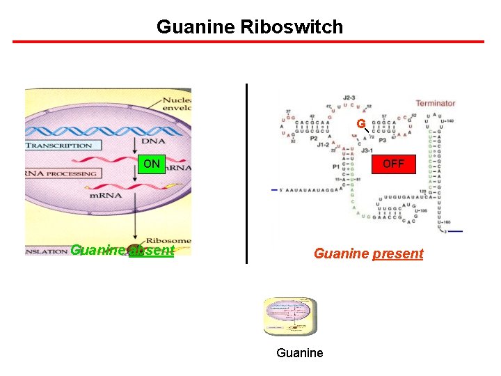 Guanine Riboswitch G ON Guanine absent OFF Guanine present Guanine 