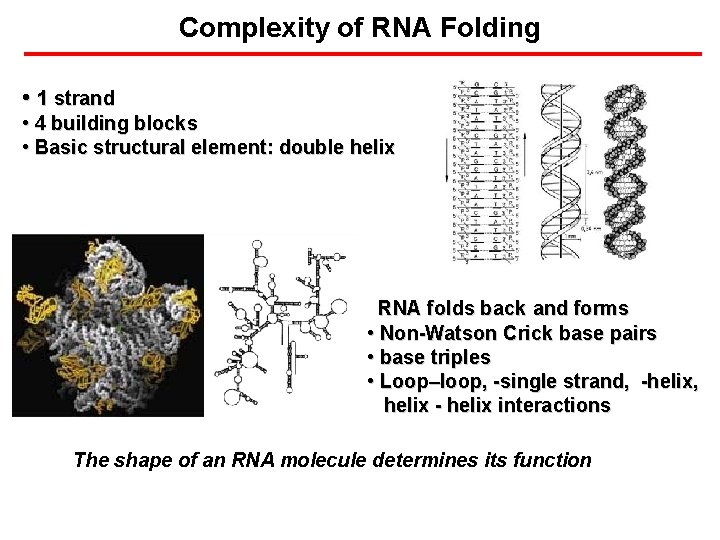 Complexity of RNA Folding • 1 strand • 4 building blocks • Basic structural