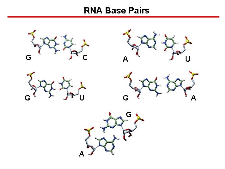 RNA Base Pairs G G C U A G G A U A 