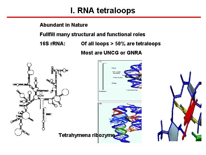 I. RNA tetraloops Abundant in Nature Fullfill many structural and functional roles 16 S