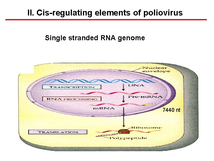 II. Cis-regulating elements of poliovirus Single stranded RNA genome 7440 nt 