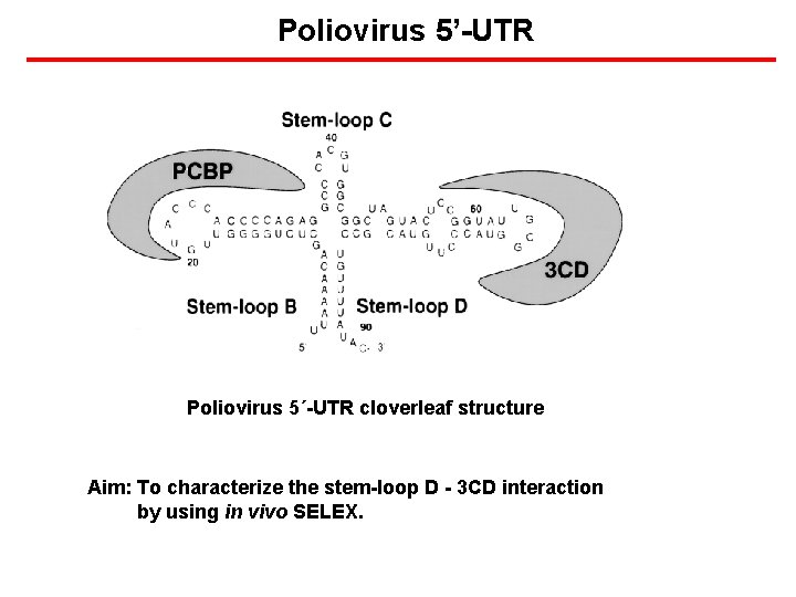 Poliovirus 5’-UTR Poliovirus 5´-UTR cloverleaf structure Aim: To characterize the stem-loop D - 3