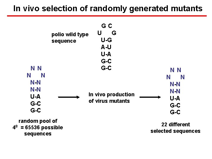 In vivo selection of randomly generated mutants polio wild type sequence N N N-N